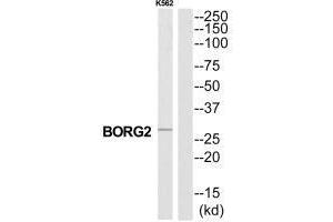 Western blot analysis of extracts from K562 cells, using CDC42EP3 antibody. (CDC42EP3 antibody  (N-Term))