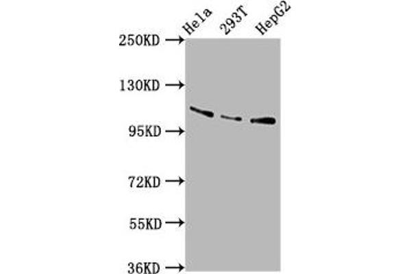 AASS antibody  (AA 224-364)