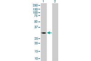 Western Blot analysis of HOXB1 expression in transfected 293T cell line by HOXB1 MaxPab polyclonal antibody.