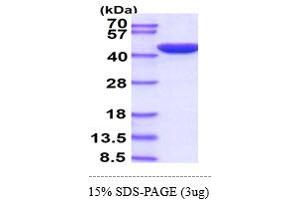 ERK2 Protein (AA 1-360) (His tag)