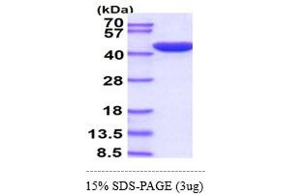 ERK2 Protein (AA 1-360) (His tag)