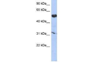 CYP4X1 antibody used at 1 ug/ml to detect target protein. (CYP4X1 antibody  (Middle Region))