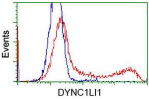 HEK293T cells transfected with either RC222010 overexpress plasmid (Red) or empty vector control plasmid (Blue) were immunostained by anti-DYNC1LI1 antibody (ABIN2452965), and then analyzed by flow cytometry. (DYNC1LI1 antibody)