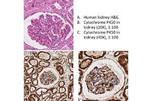 Immunohistochemistry of Rabbit Anti-Cytochrome p450 Antibody - Immunohistochemistry of Rabbit Anti-Cytochrome p450 Antibody. (Cytochrome P450 antibody)