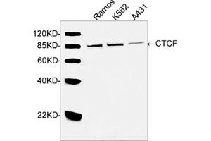 Western blot analysis of cell lysates using CTCF Antibody (ABIN399046, 2 µg/mL) The signal was developed with IRDyeTM 800 Conjugated Goat Anti-Rabbit IgG. (CTCF antibody  (AA 150-200))