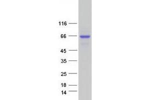 Validation with Western Blot (ALPL Protein (Transcript Variant 1) (Myc-DYKDDDDK Tag))