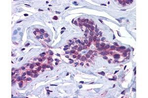 Anti-SCRN3 antibody IHC of human breast. (Secernin 3 antibody  (Internal Region))