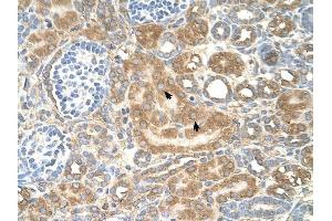 SPTLC1 antibody was used for immunohistochemistry at a concentration of 4-8 ug/ml to stain Epithelial cells of renal tubule (arrows) in Human Kidney. (SPTLC1 antibody  (Middle Region))