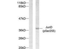 Western blot analysis of extracts from 293 cells treated with Forskolin, using JunD (Phospho-Ser255) Antibody. (JunD antibody  (pSer255))