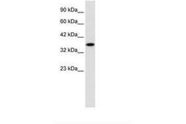 ZNF75 antibody  (AA 209-258)