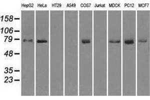 Western blot analysis of extracts (35 µg) from 9 different cell lines by using anti-FERMT2 monoclonal antibody. (FERMT2 antibody)