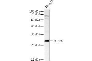 Western blot analysis of extracts of HepG2 cells, using SURF4 antibody (ABIN7270650) at 1:1000 dilution. (Surfeit 4 antibody  (AA 50-150))