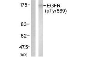 Western blot analysis of extracts from A431 cells treated with EGF 40 muM 10', using EGFR (Phospho-Tyr869) Antibody. (EGFR antibody  (pTyr869))