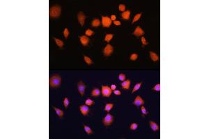 Immunofluorescence analysis of L929 cells using PG Rabbit pAb (ABIN1681335, ABIN3018417, ABIN3018418 and ABIN6220464) at dilution of 1:100 (40x lens). (PGAM1 antibody  (AA 1-254))