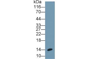 Detection of INS in Porcine Pancreas lysate using Monoclonal Antibody to Insulin (INS) (Insulin antibody  (AA 25-110))