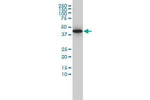 GNA13 antibody  (AA 1-377)