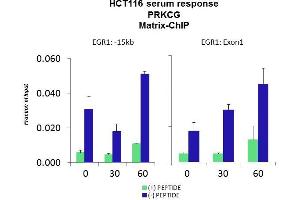 Quiescent human colon carcinoma HCT116 cultures were treated with 10 % FBS for three time points (0, 15, 30min) or (0, 30, 60min) were used in Matrix-ChIP and real-time PCR assays at EGR1 gene (Exon1) and 15kb upstream site.