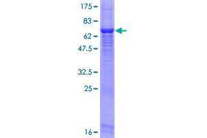 SGK196 Protein (AA 1-350) (GST tag)