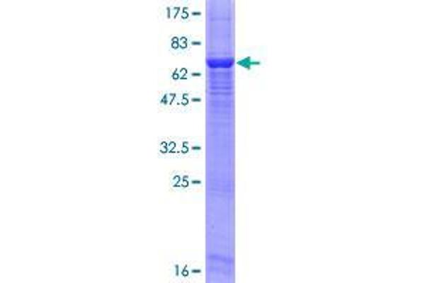 SGK196 Protein (AA 1-350) (GST tag)