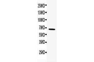 Anti-TRAF5 antibody, Western blotting WB: k562 Cell Lysate (TRAF5 antibody  (N-Term))