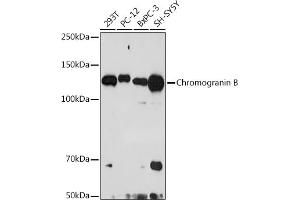 Western blot analysis of extracts of various cell lines, using Chromogranin B antibody (ABIN7266367) at 1:1000 dilution. (CHGB antibody)