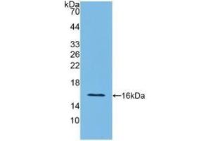 Interferon gamma anticorps  (AA 23-156)