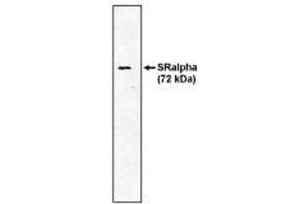 SRPR antibody  (AA 39-295)