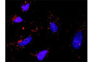 Proximity Ligation Assay (PLA) image for anti-SHC (Src Homology 2 Domain Containing) Transforming Protein 1 (SHC1) (AA 171-280) antibody (ABIN562866)