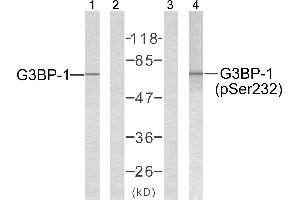 Western blot analysis of extracts from 293 cells using G3BP-1 (Ab-232) antibody (Line 1 and 2) and G3BP-1 (phospho-Ser232) antibody (Line 3 and 4). (G3BP1 antibody  (pSer232))