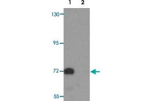 Western blot analysis of TYW4 in rat brain tissue lysate with LCMT2 polyclonal antibody  at 1 ug/mL. (LCMT2 antibody  (N-Term))
