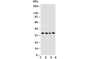 Western blot testing of Bub3 antibody and Lane 1:  HeLa;  2: A549;  3: Jurkat;  4: COLO320 cell lysate (BUB3 antibody  (Middle Region))