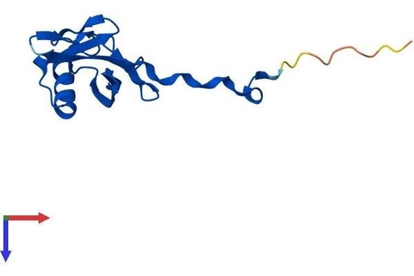 TCEB2 Protein (AA 1-118) (His tag)