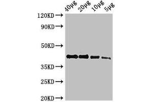 Western Blot Positive WB detected in: Zebrafish tissue 40 μg, 20 μg, 10 μg, 5 μg All lanes: actba antibody at 2. (Actba (AA 2-375) antibody)