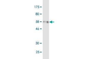 Western Blot detection against Immunogen (60. (IDS antibody  (AA 1-312))