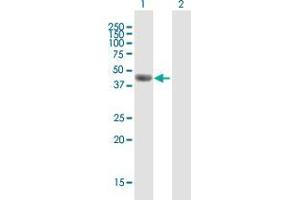 Western Blot analysis of F7 expression in transfected 293T cell line by F7 MaxPab polyclonal antibody. (Factor VII antibody  (AA 1-444))