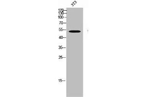 Western Blot analysis of 3T3 cells using MKP-5 Polyclonal Antibody (DUSP1 antibody  (C-Term))
