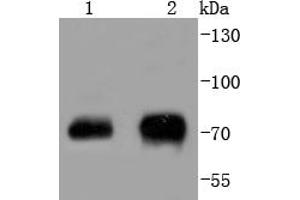 Lane 1: NIH/3T3, Lane 2: 293T cell lysates, probed with Raf1(S43) (4G2) Monoclonal Antibody  at 1:1000 overnight at 4˚C. (RAF1 antibody  (pSer43))