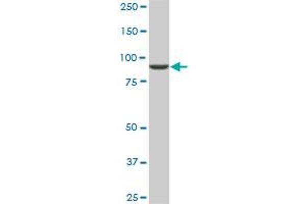 DNAJC10 antibody  (AA 688-793)