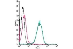 Cell surface detection of 5HT1B Receptor by indirect flow cytometry in live intact human THP-1 monocytic leukemia cells:  (black line) Cells. (5HT1B Receptor antibody  (Extracellular, N-Term))