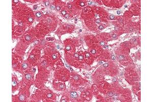 Anti-ORM1 / Orosomucoid antibody IHC of human liver. (ORM1 antibody)