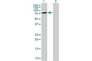 Western Blot analysis of IDS expression in transfected 293T cell line by IDS MaxPab polyclonal antibody.