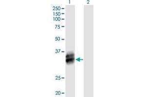 B4GALT4 antibody  (AA 1-344)