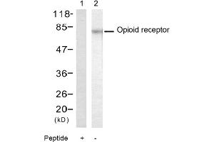 Image no. 1 for anti-Opioid Receptor (Ser375) antibody (ABIN319349) (Opioid Receptor (Ser375) antibody)