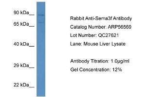 Western Blotting (WB) image for anti-Sema Domain, Immunoglobulin Domain (Ig), Short Basic Domain, Secreted, (Semaphorin) 3F (SEMA3F) (N-Term) antibody (ABIN785820) (SEMA3F antibody  (N-Term))