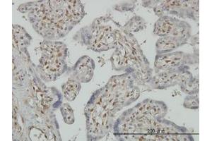 Image no. 1 for anti-3'-phosphoadenosine 5'-phosphosulfate Synthase 2 (PAPSS2) (AA 513-613) antibody (ABIN598592) (PAPSS2 antibody  (AA 513-613))