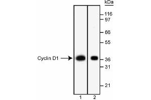 Western blot analysis of Cyclin D1. (Cyclin D1 antibody  (full length))