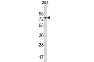 CCDC55 Antibody (N-term) western blot analysis in 293 cell line lysates (35µg/lane). (NSRP1 antibody  (N-Term))