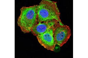 Immunofluorescence (IF) image for anti-Tumor Necrosis Factor (Ligand) Superfamily, Member 13b (TNFSF13B) (AA 116-278) antibody (ABIN5611146)