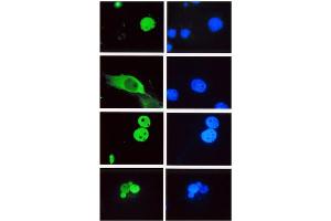 Immunofluorescence (IF) image for anti-Lymphoid Enhancer-Binding Factor 1 (LEF1) (HMG Binding Domain) antibody (ABIN264380) (LEF1 antibody  (HMG Binding Domain))
