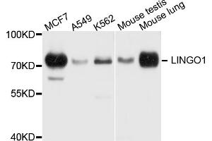 Western blot analysis of extracts of various cell lines, using LINGO1 antibody. (LINGO1 antibody)